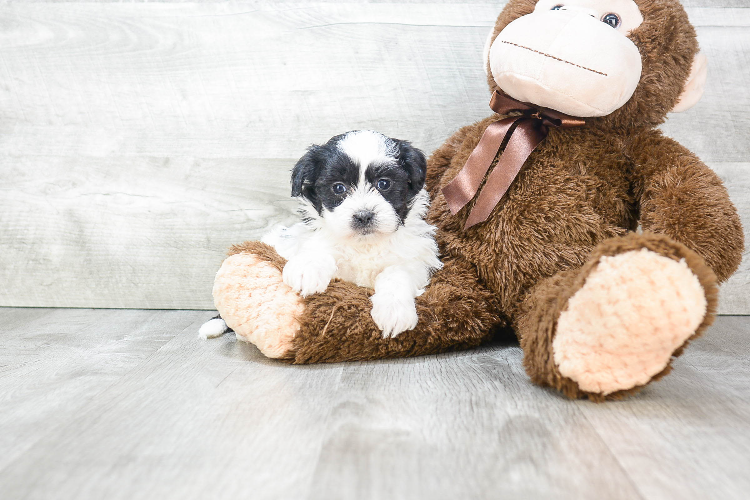 Teddy Bear Pup Being Cute