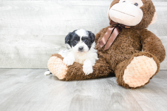 Teddy Bear Pup Being Cute