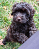 Mini Labradoodle Being Cute