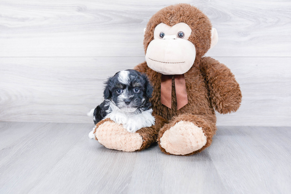 Energetic Havanese Purebred Puppy