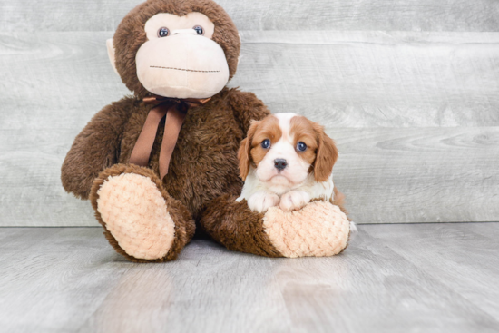 Fluffy Cavalier King Charles Spaniel Purebred Puppy