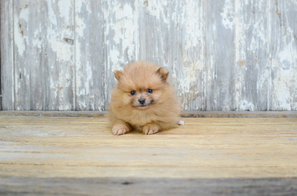 Funny Pomeranian Baby