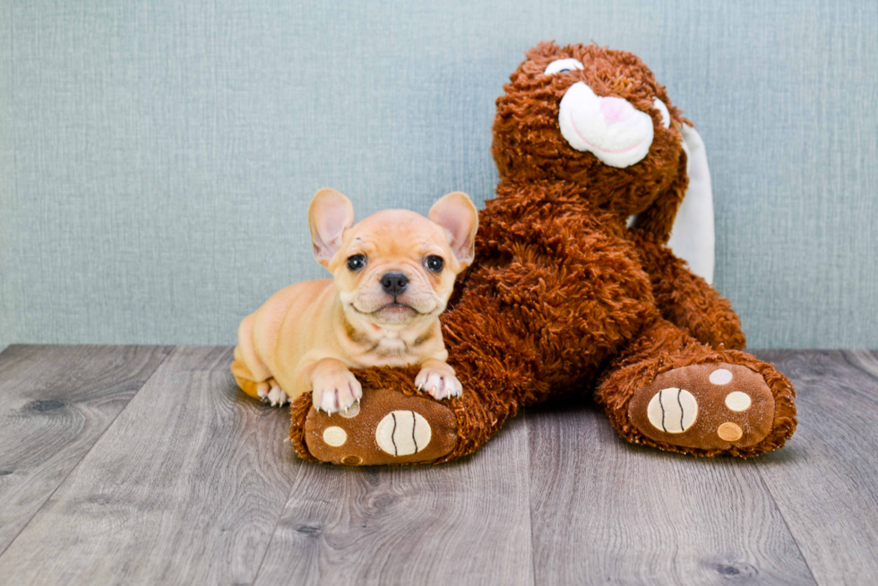 French Bulldog Puppy for Adoption