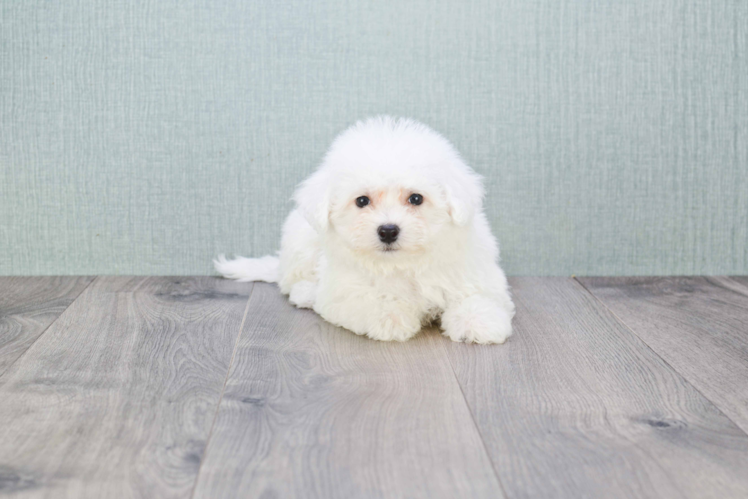 Bichon Frise Pup Being Cute