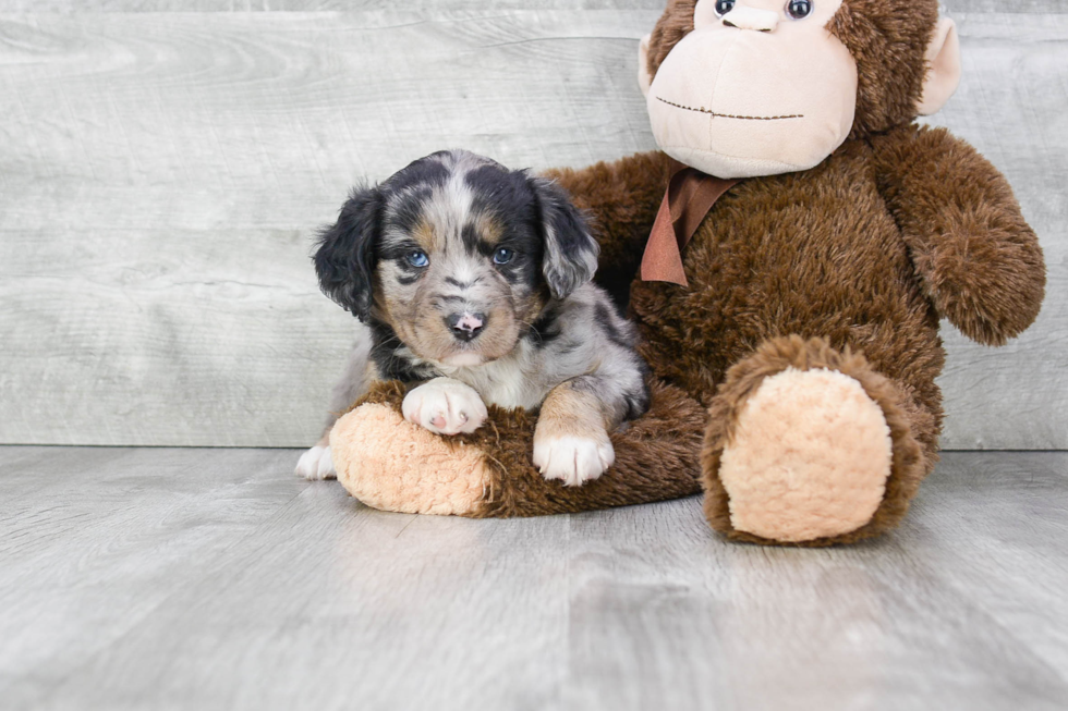 Sweet Mini Aussiedoodle Baby