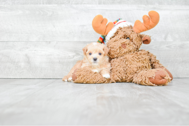 Maltipoo Pup Being Cute