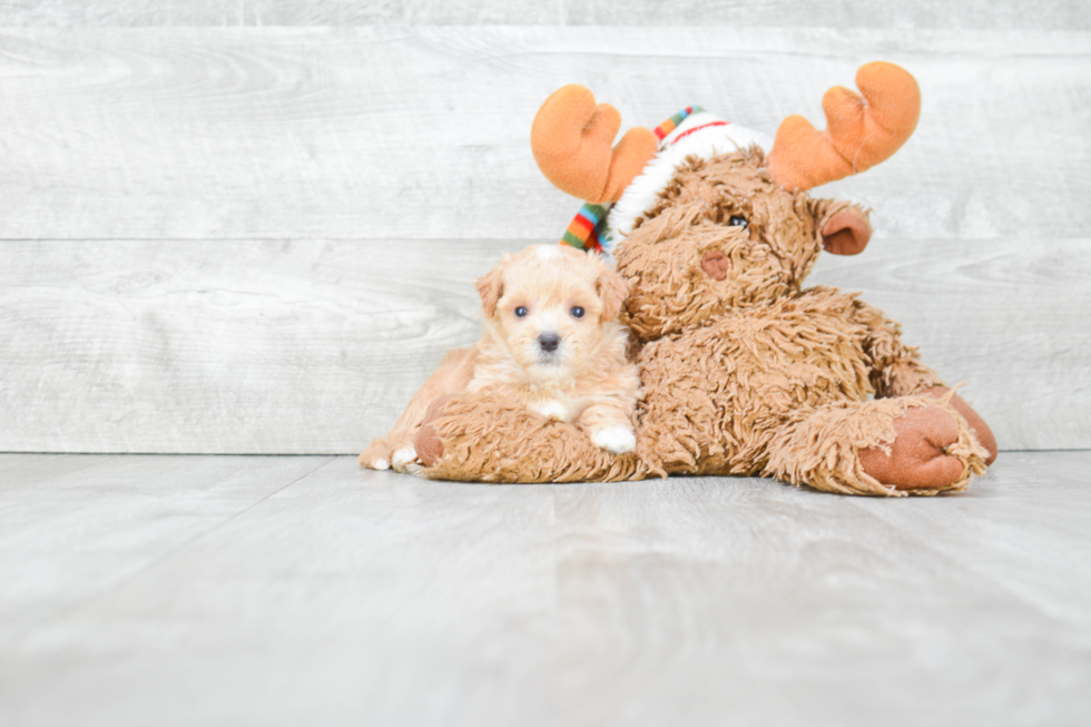 Maltipoo Pup Being Cute