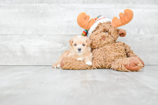 Maltipoo Pup Being Cute