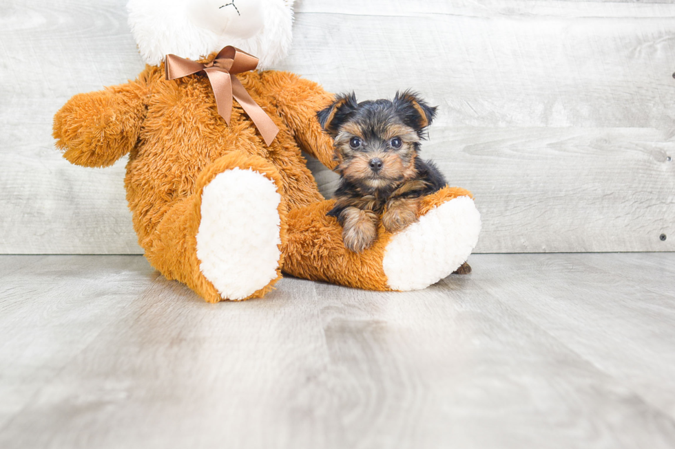 Meet Rosie - our Yorkshire Terrier Puppy Photo 