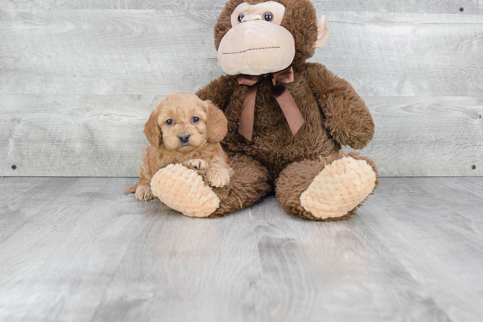 Playful Golden Retriever Poodle Mix Puppy