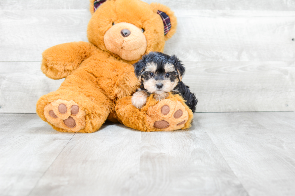 Cute Morkie Baby