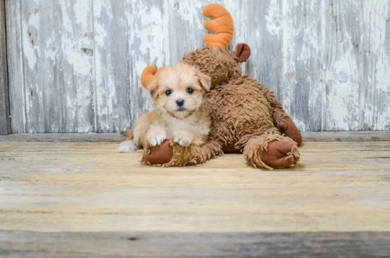 Little Yorkie Designer Puppy