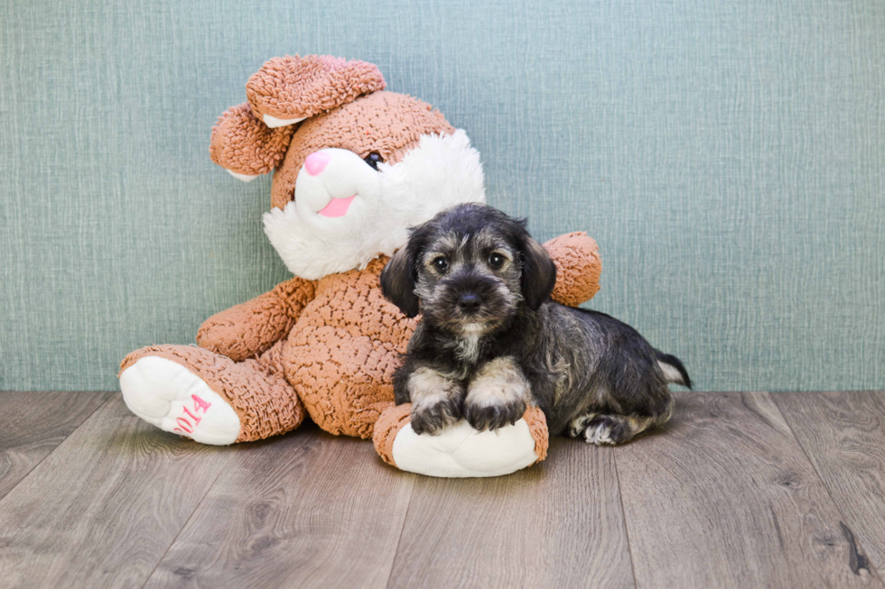 Mini Schnauzer Pup Being Cute