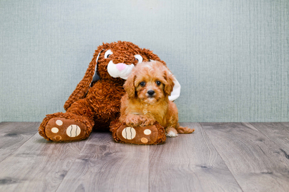 Best Cavapoo Baby