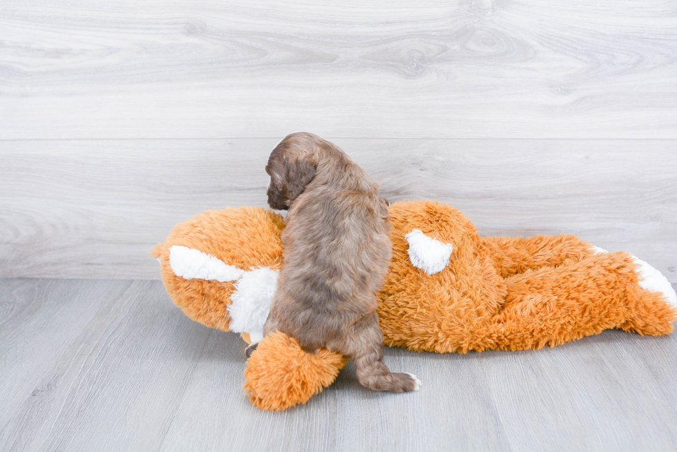 Funny Cockapoo Poodle Mix Pup