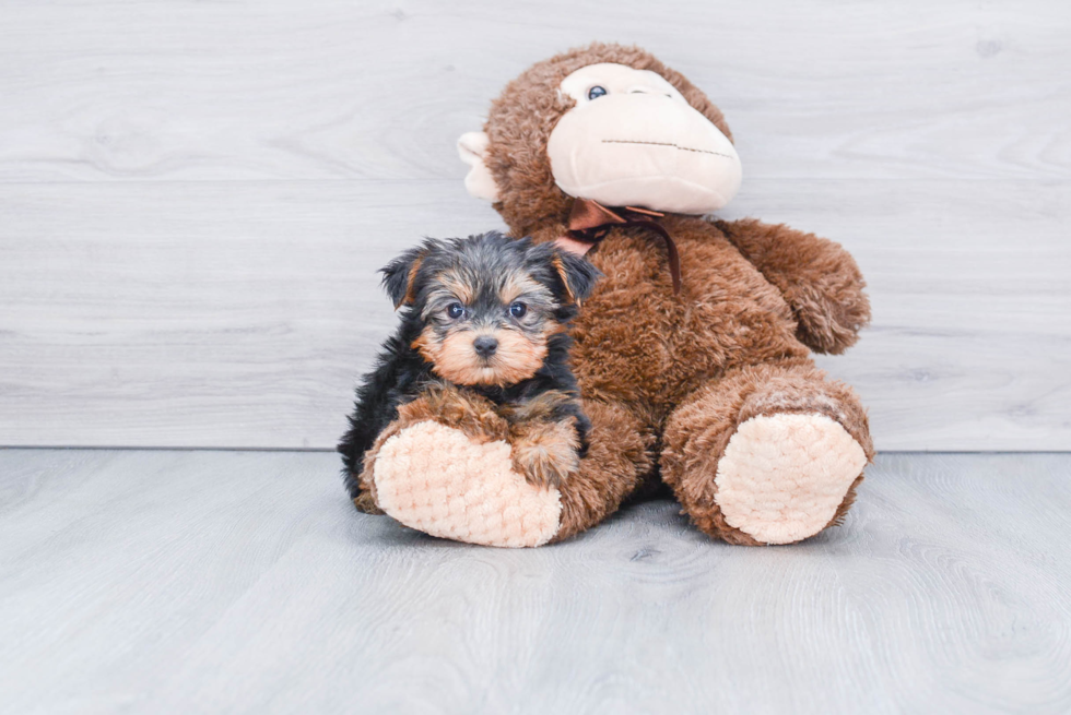 Meet Capone - our Yorkshire Terrier Puppy Photo 