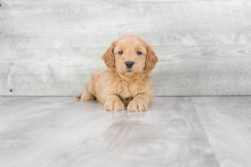 Mini Goldendoodle Pup Being Cute