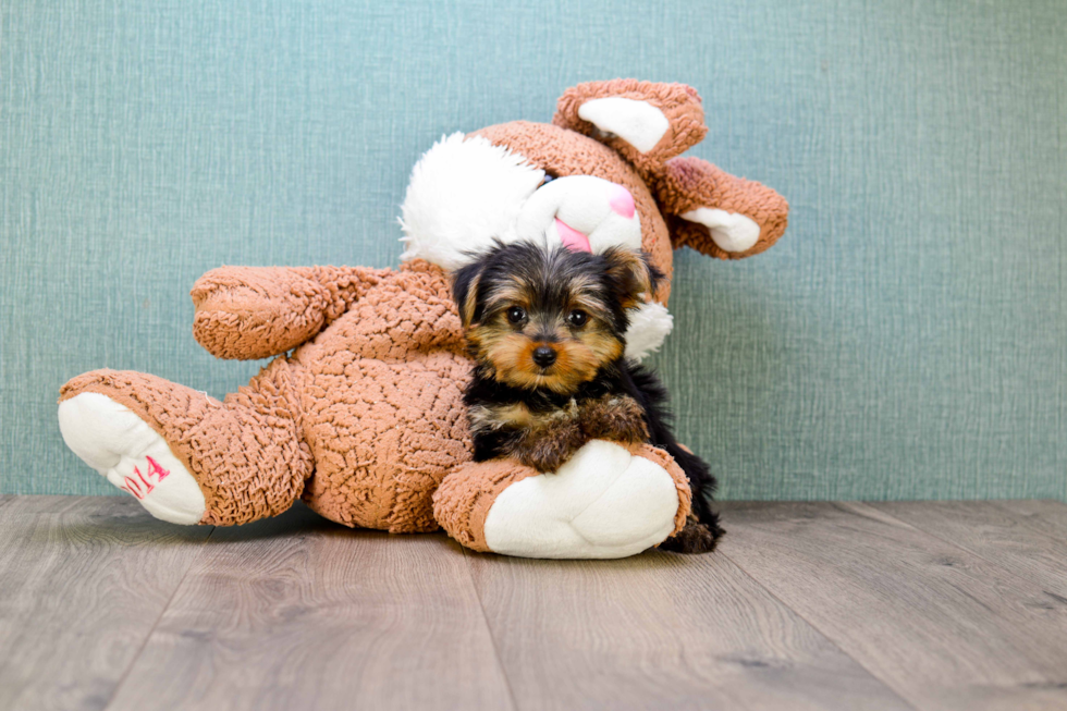 Meet Bella - our Yorkshire Terrier Puppy Photo 