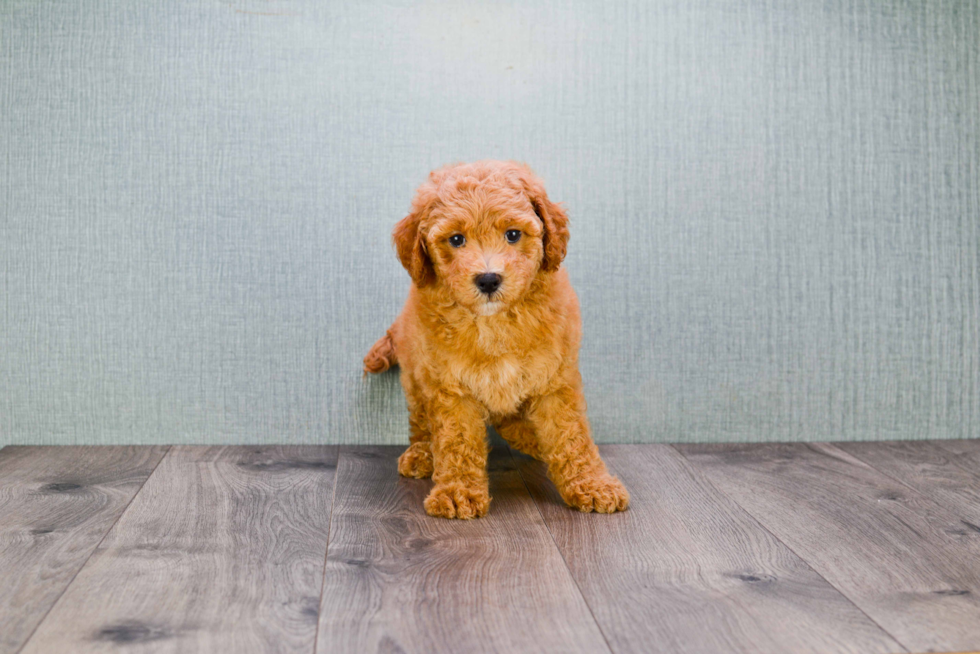 Small Mini Goldendoodle Baby