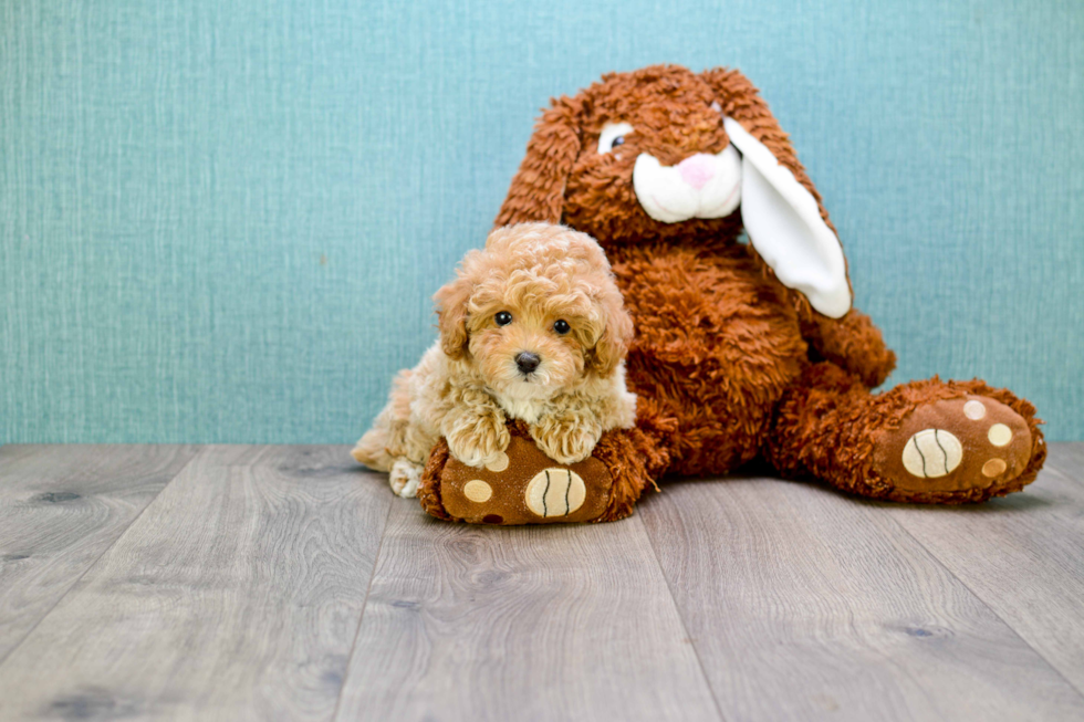 Smart Cavapoo Poodle Mix Pup