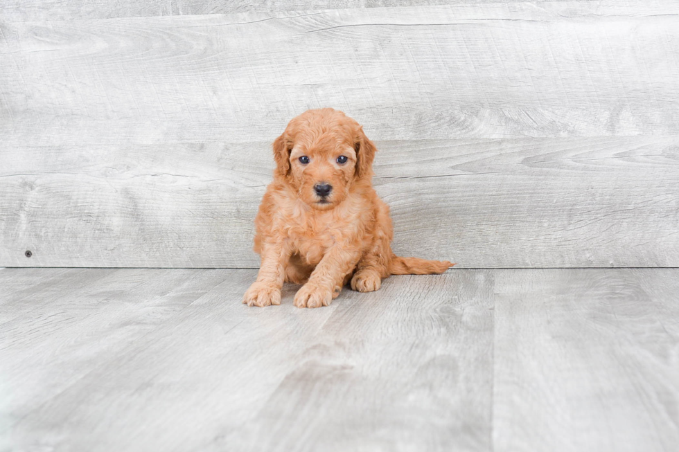 Mini Goldendoodle Puppy for Adoption