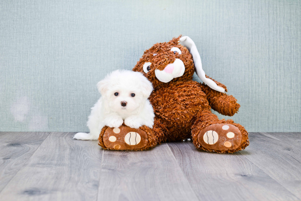 Playful Maltese Baby