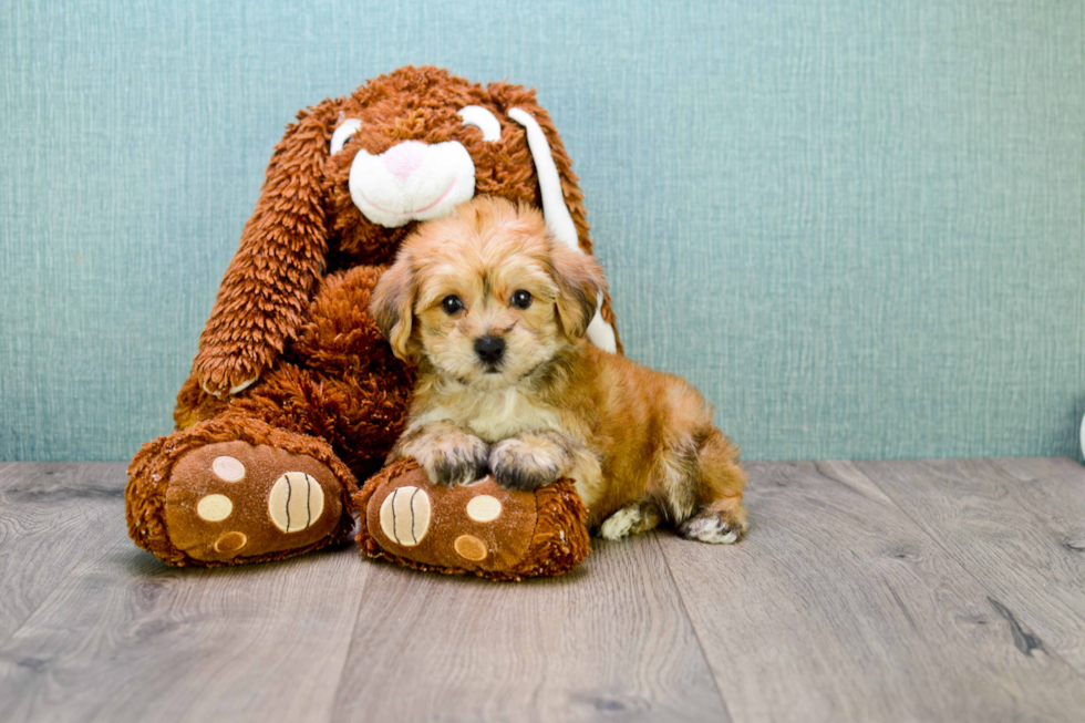 Morkie Puppy for Adoption