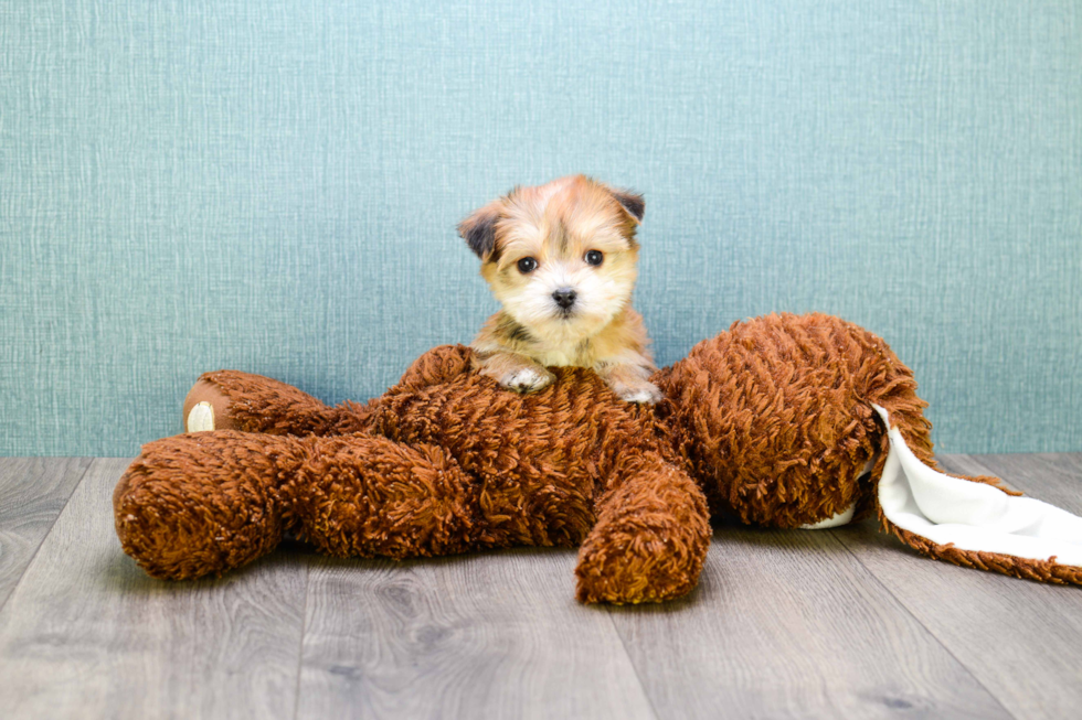 Morkie Pup Being Cute