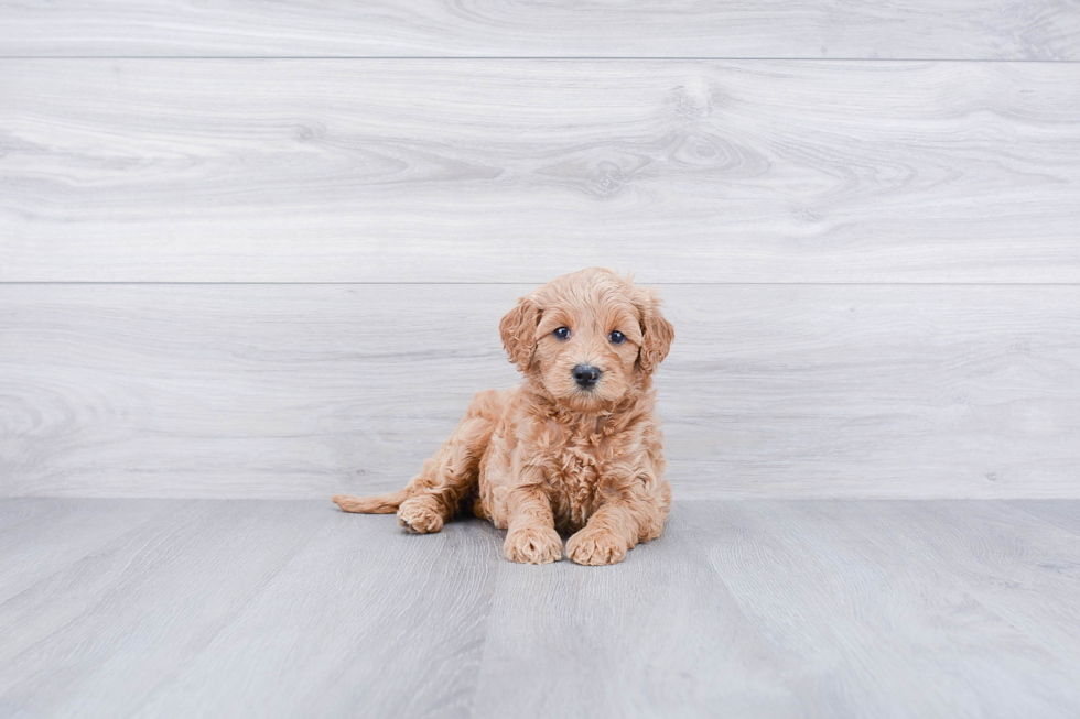 Hypoallergenic Golden Retriever Poodle Mix Puppy