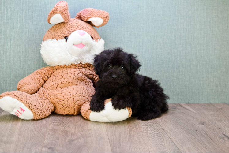 Friendly Yorkie Poo Baby