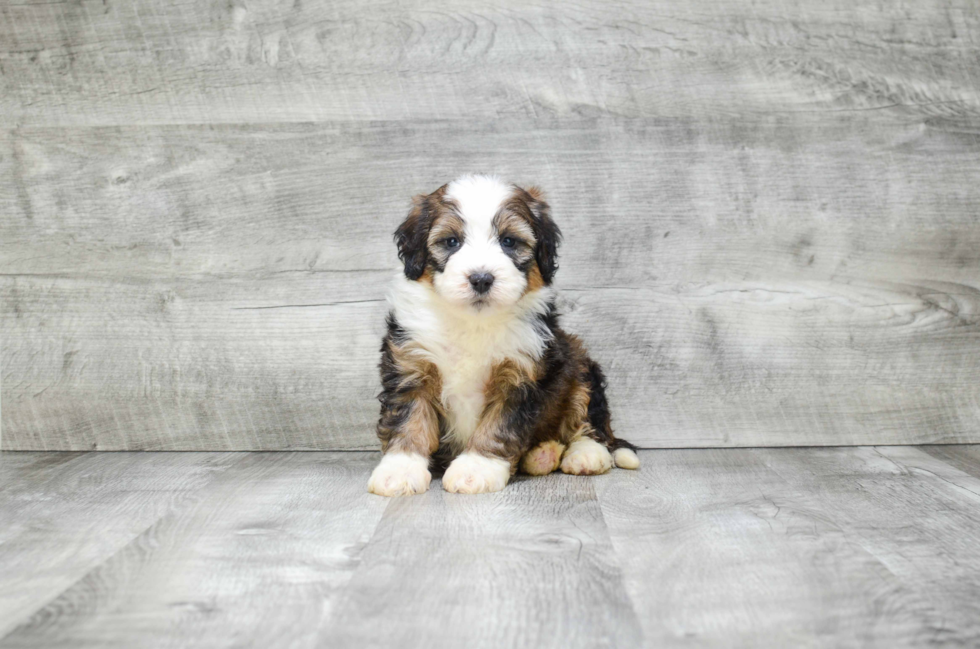 Mini Bernedoodle Pup Being Cute