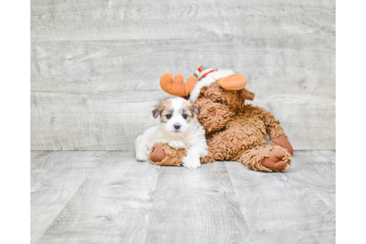 Morkie Pup Being Cute