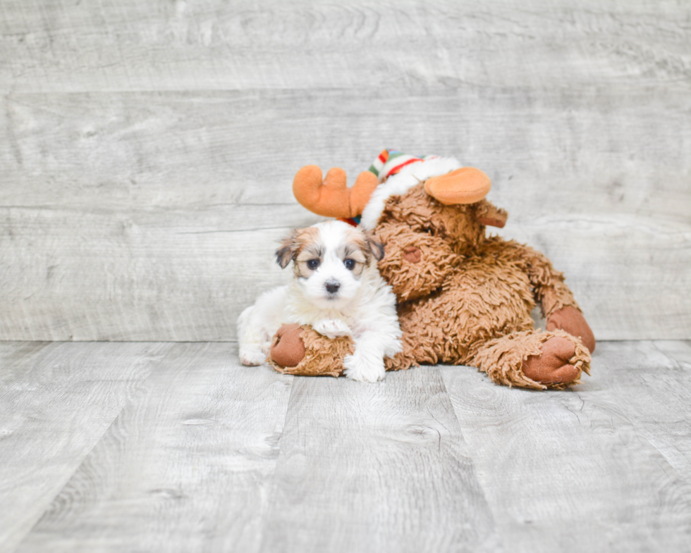 Morkie Pup Being Cute