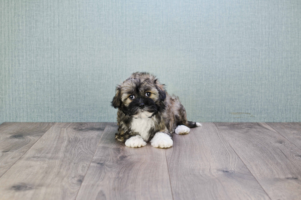 Havanese Puppy for Adoption