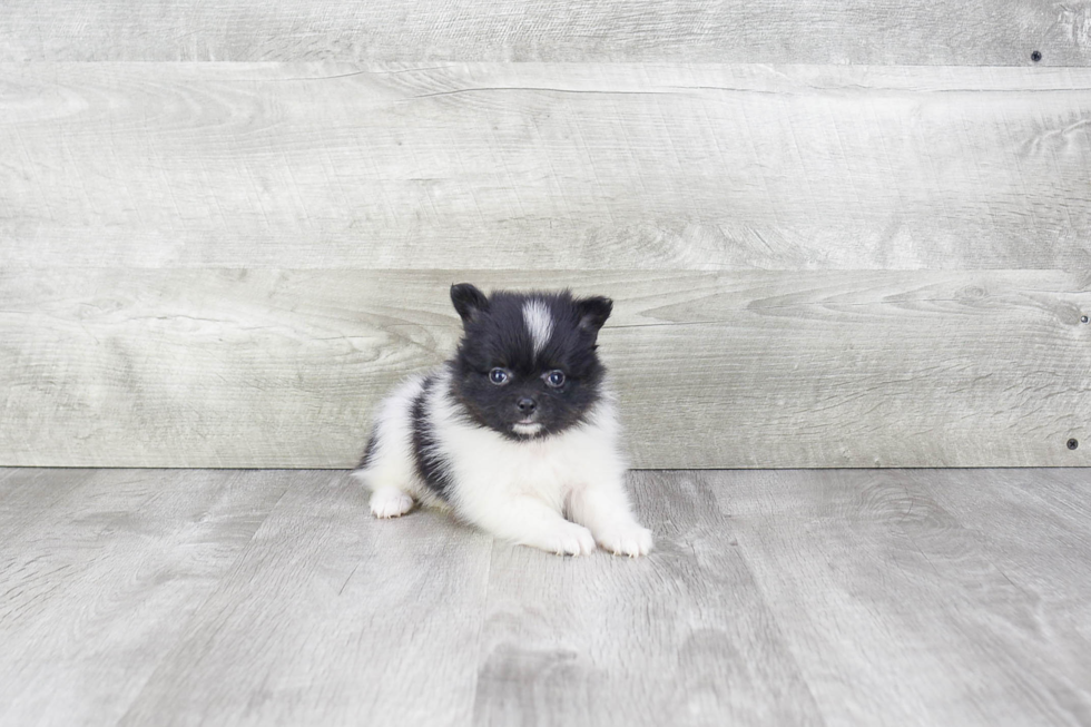 Pomeranian Pup Being Cute