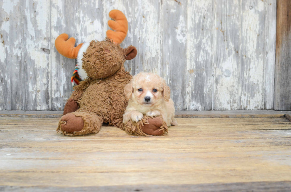 Cute Cavapoo Baby