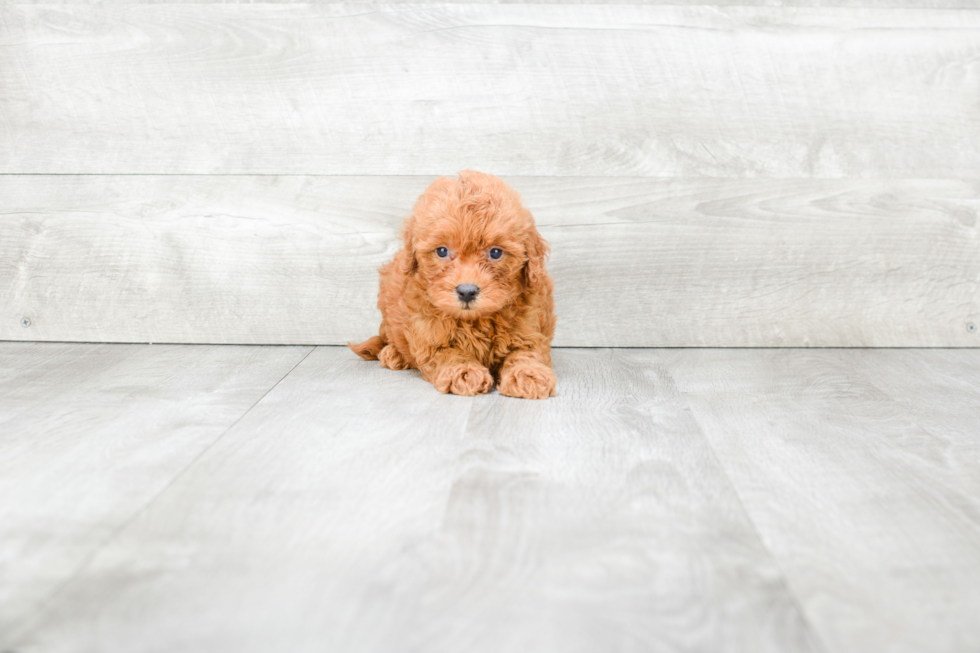 Sweet Mini Goldendoodle Baby