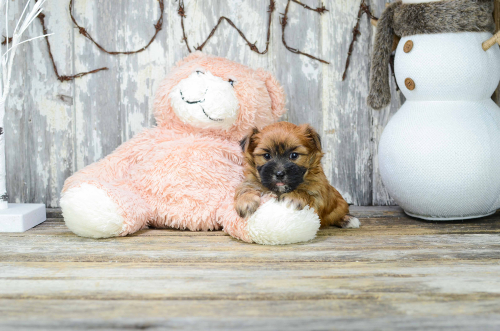 Morkie Pup Being Cute