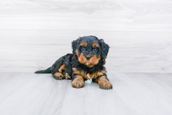 Funny Mini Bernedoodle Poodle Mix Pup