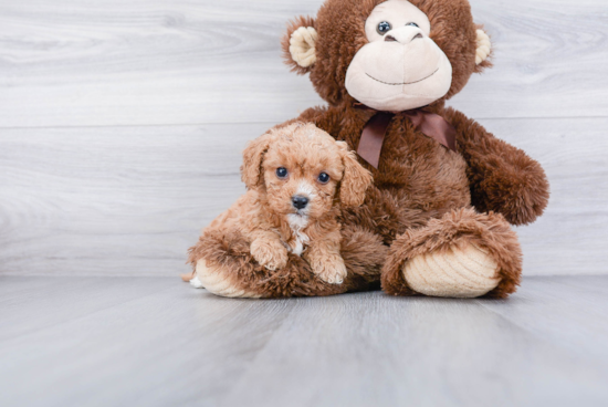 Best Cavapoo Baby