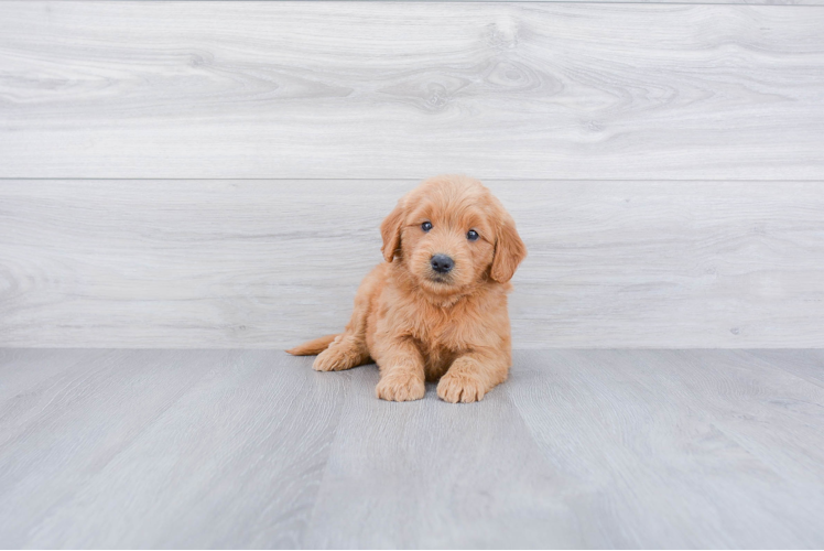 Adorable Golden Retriever Poodle Mix Puppy