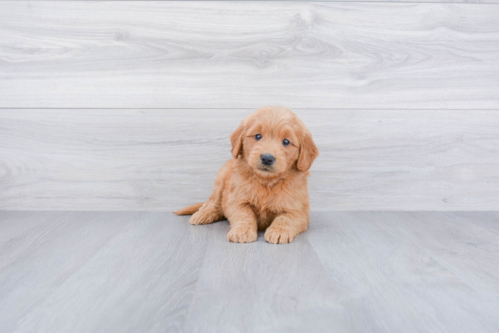 Adorable Golden Retriever Poodle Mix Puppy