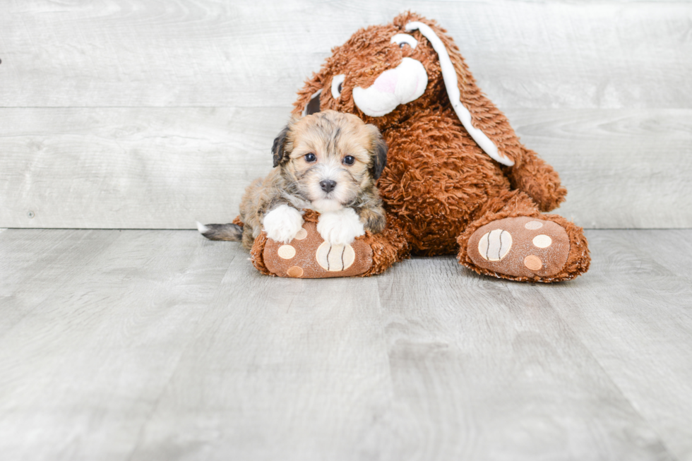 Havanese Pup Being Cute