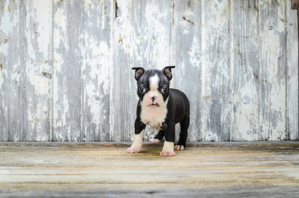 Popular Boston Terrier Baby