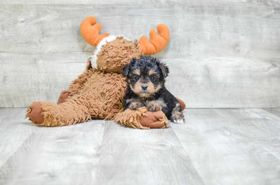 Morkie Puppy for Adoption