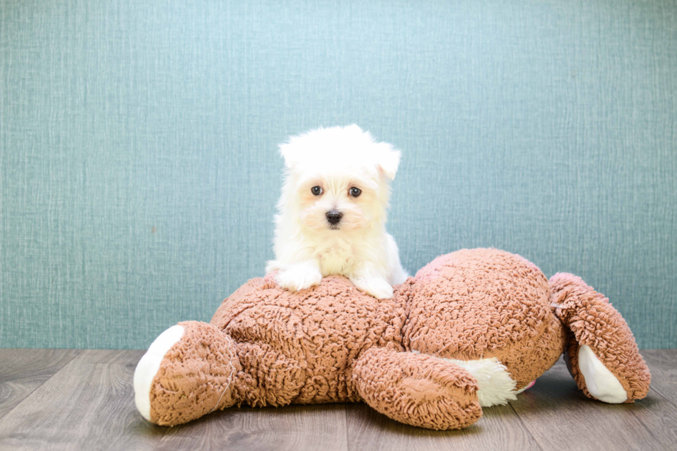 Petite Maltese Purebred Puppy