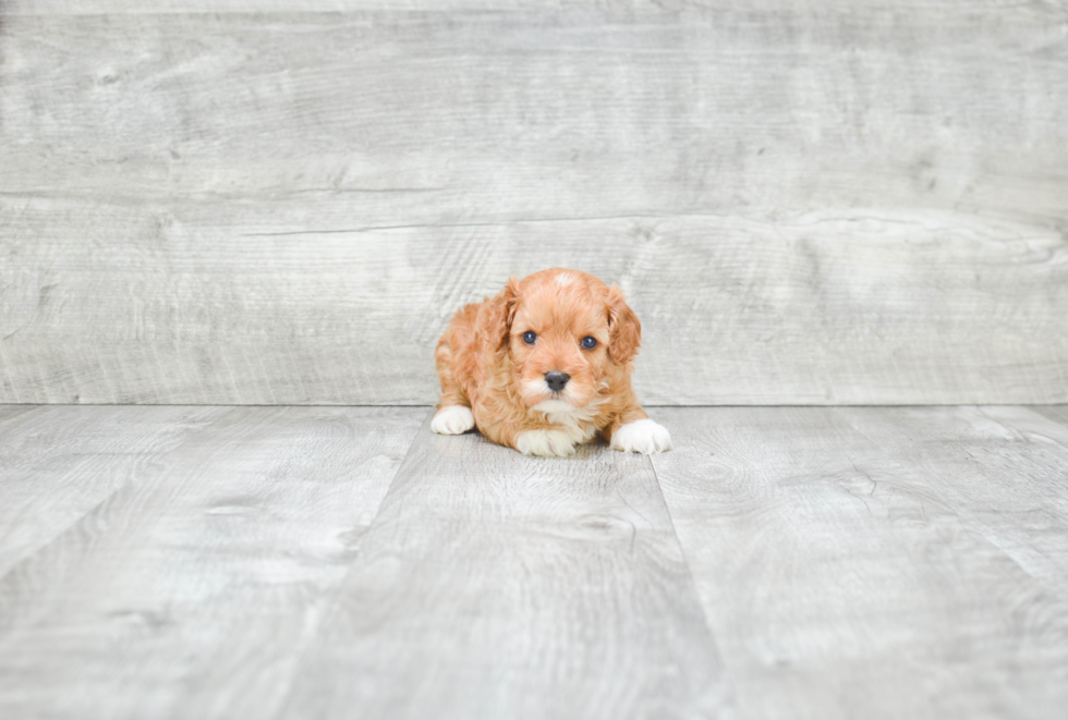 Smart Cavapoo Poodle Mix Pup