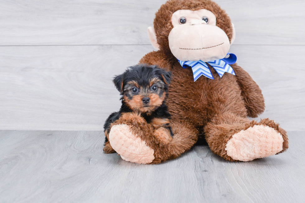 Meet Capone - our Yorkshire Terrier Puppy Photo 