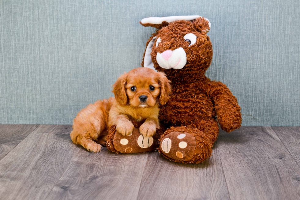 Hypoallergenic Cavalier King Charles Spaniel Baby