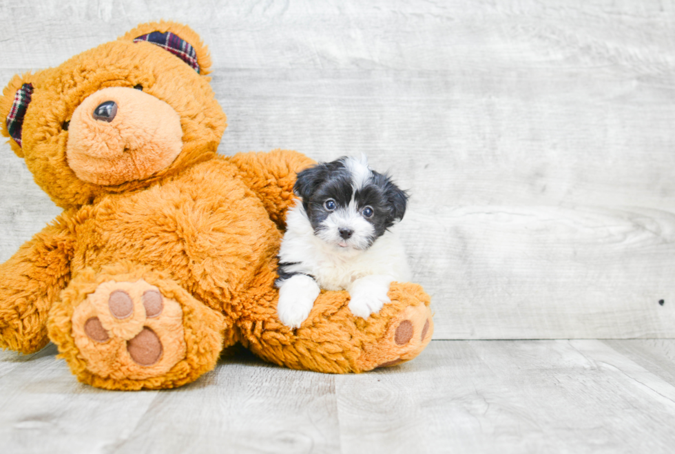 Havanese Puppy for Adoption